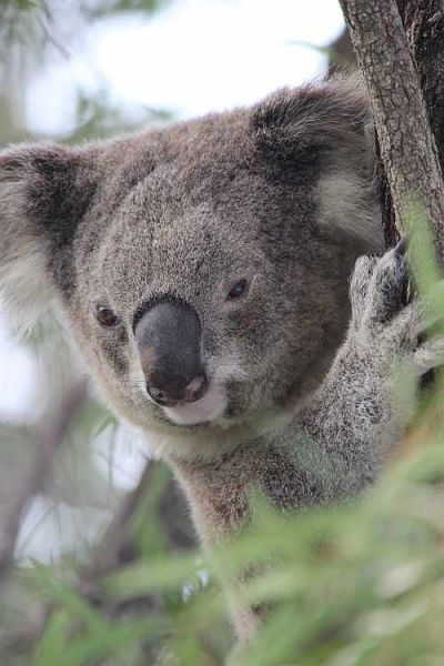 Koala_springwood.jpg